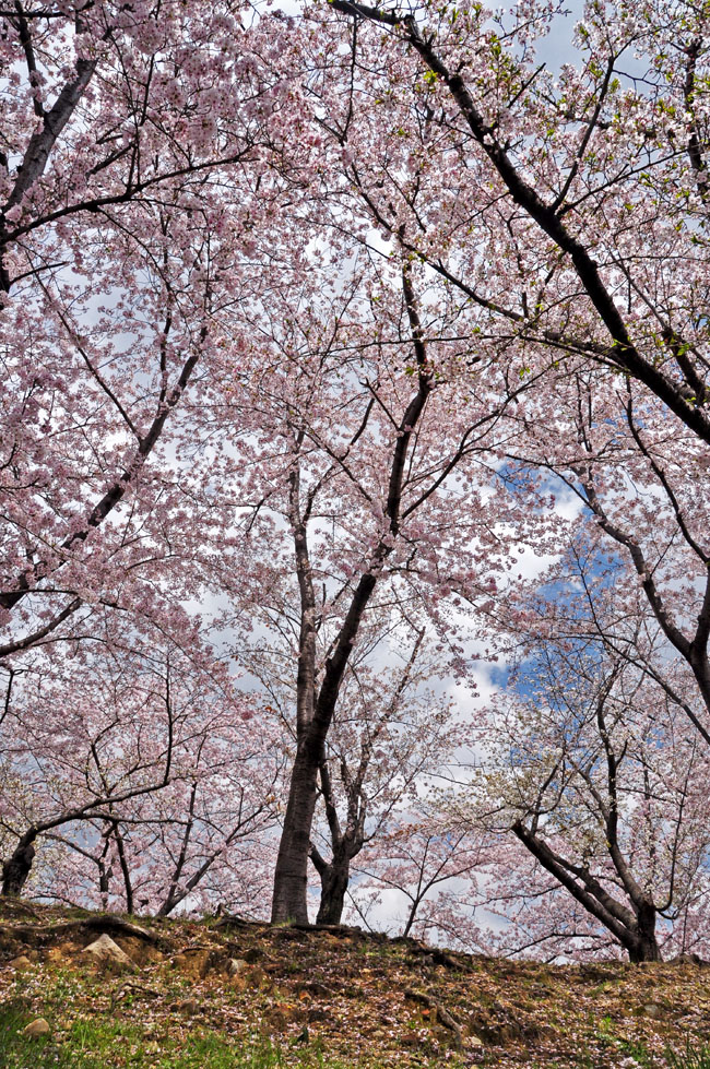 桜４