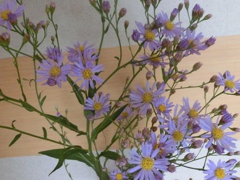 シオン 紫苑 の丈が高すぎて ムラサキ芋 静かな時が流れる 風の庭 楽天ブログ