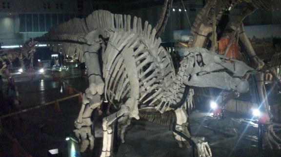 ズケンゴサウルス