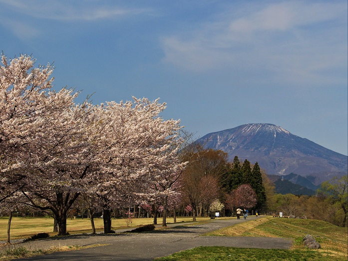 ３.アメリカ桜と男体山.JPG