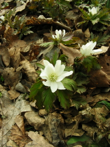 2017-04-14ichige2 (1).JPG