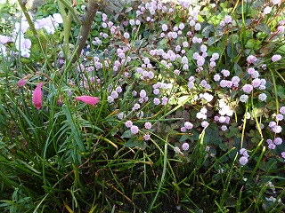 P1270024ss.jpg