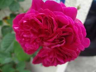DSC05267.jpg