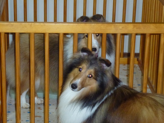 P1010013 - コピー.JPG