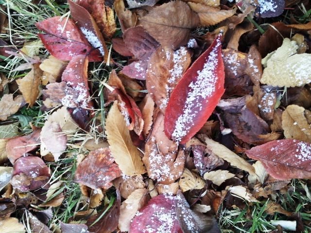 20141114 snow in seoul 004.jpg