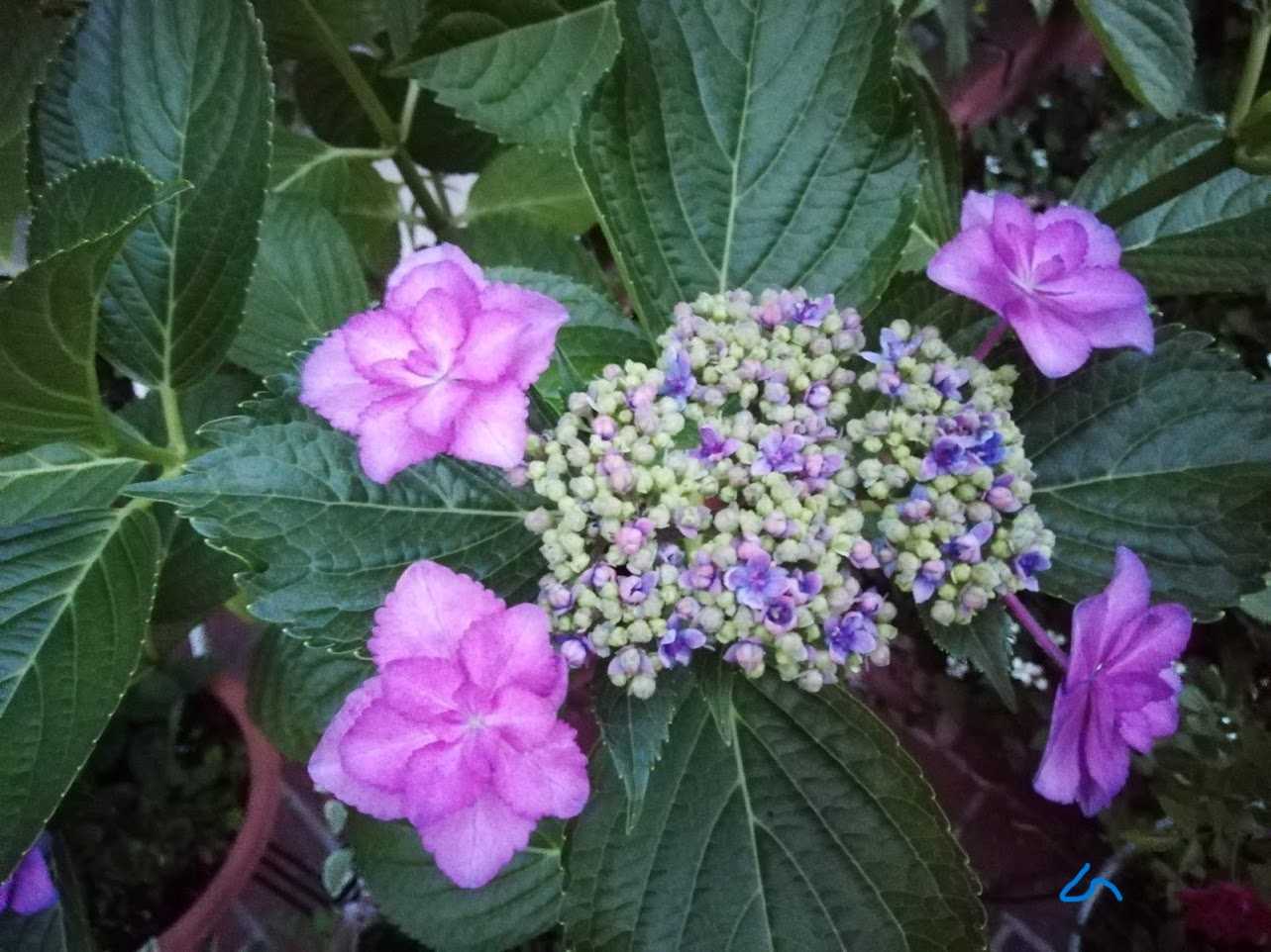 父の日は紫陽花を贈る？ | スノーフレークに魅せられて - 楽天ブログ