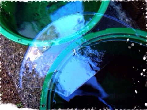 桶にはった氷 2014.1.27