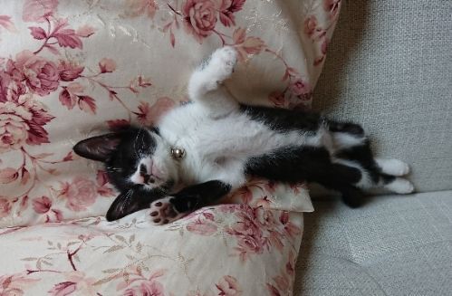 rblog-20180625131710-00.jpg