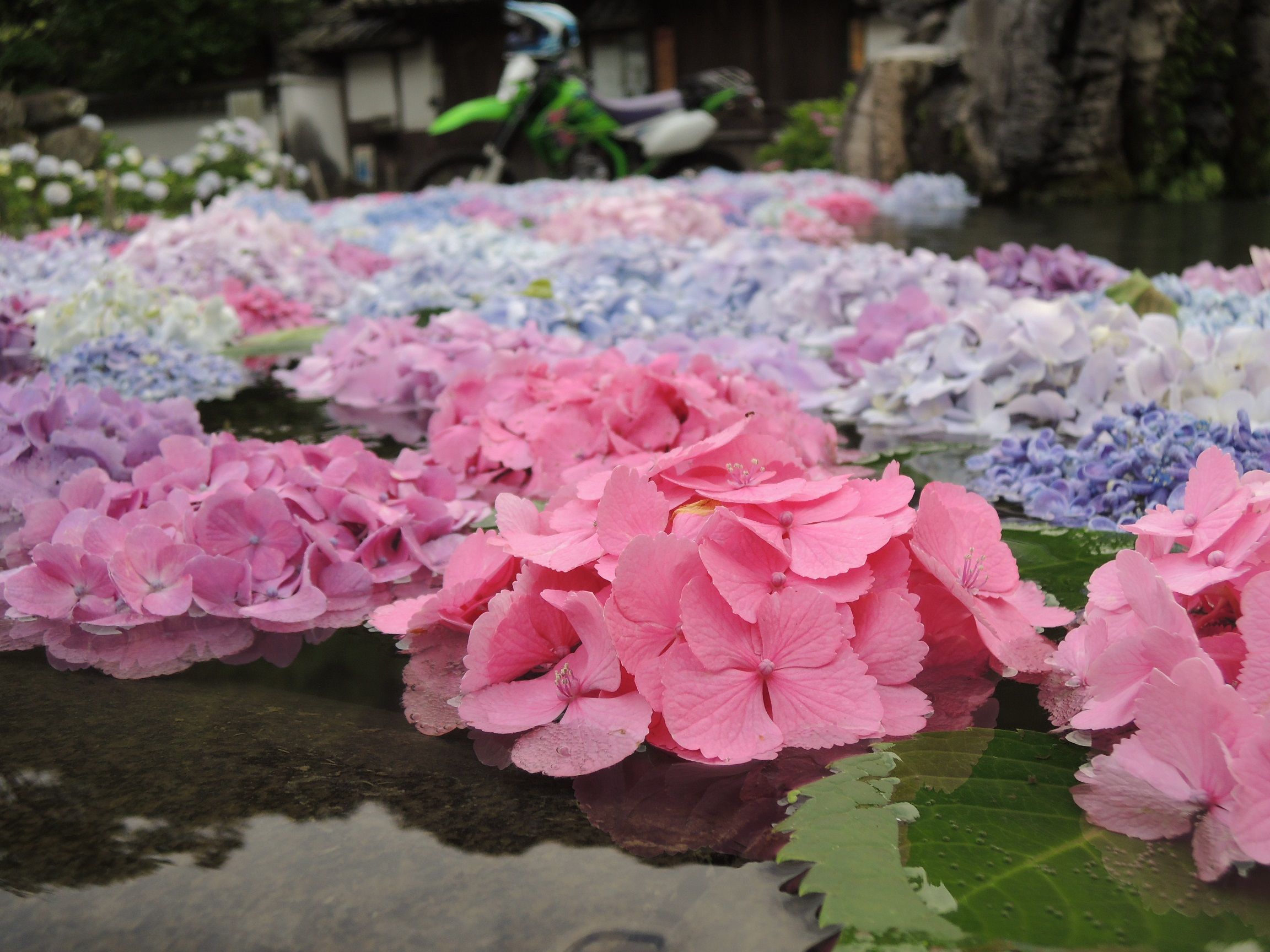 久安寺さんの具足池の紫陽花 たけたけの休日 バイクとお寺と登山 楽天ブログ