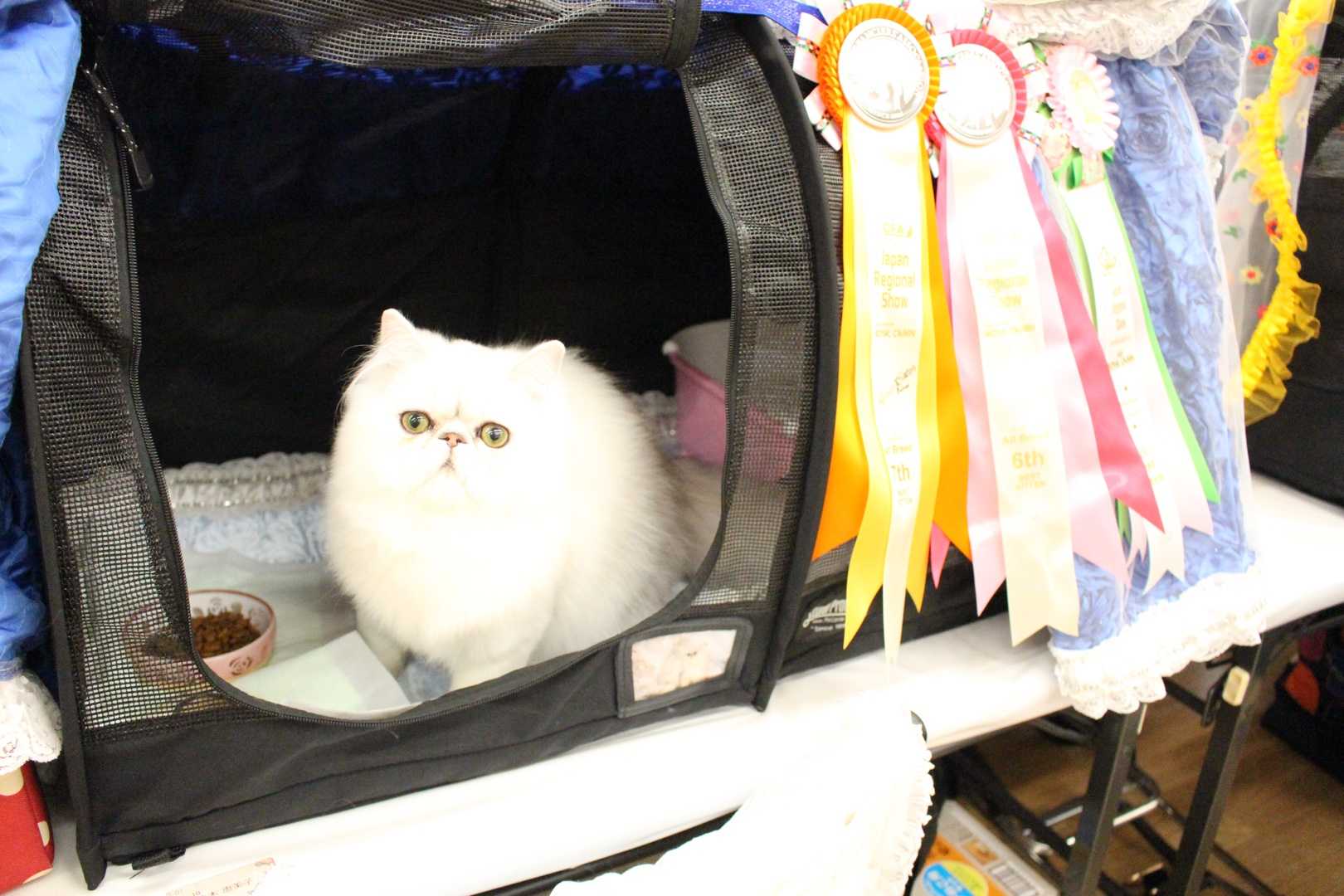CFA JAPAN REGIONAL CAT SHOW Cattery PETITANGEのブログ 楽天ブログ