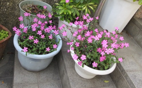 春だ！我が家も友達のシレネピンクパンサーが美しい！ | ☆狭い庭を花