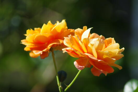 遊歩道の秋薔薇