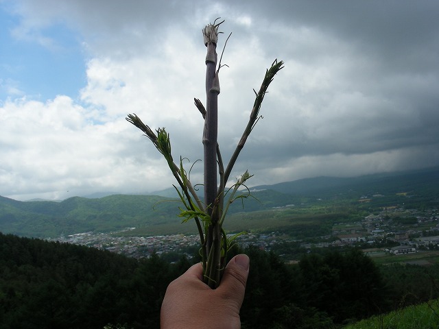 DSCN3611.jpg