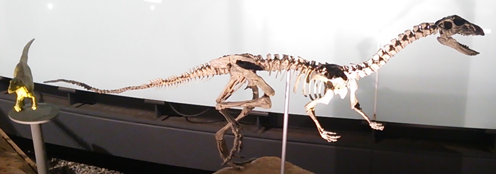 ヒプシロフォドン