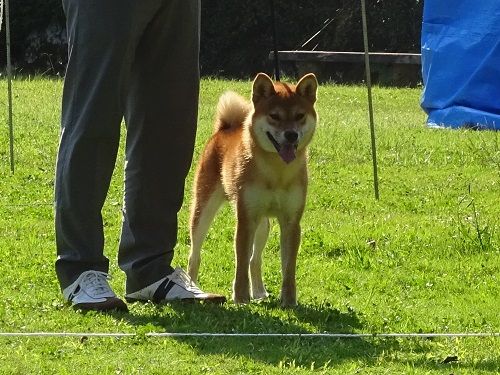 6ページ目の 展覧会 日本犬保存会 柴楽日記 楽天ブログ