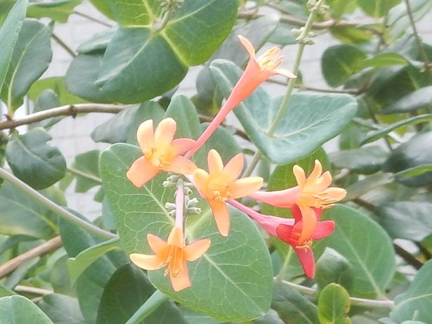 菅谷 花 きまぐれフォトダイアリー 楽天ブログ