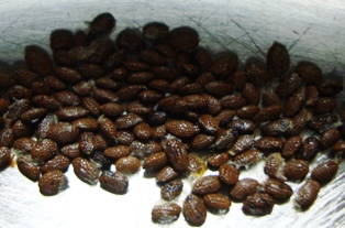 20120330 chile gold kiwi seed 1.jpg