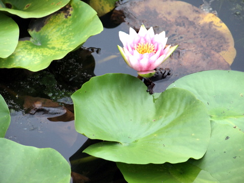 睡蓮の花