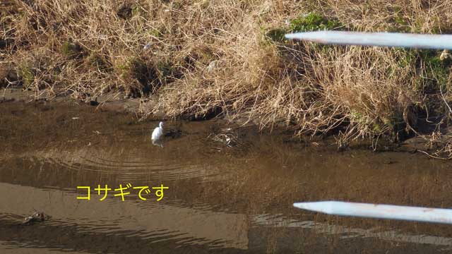 コサギ.jpg