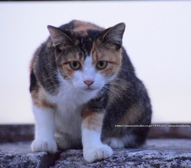またまた猫のお話 | 今日の予定 - 楽天ブログ