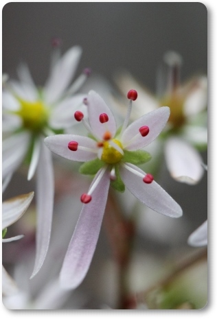 実家の庭で-3 ダイモンジソウ-1 13.11.8