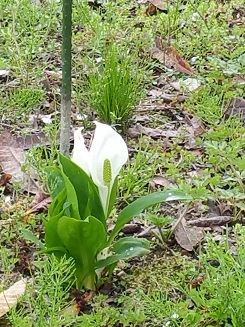 水芭蕉