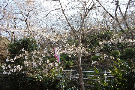 s-DSC_0005.jpg