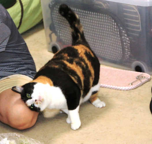 20160720ﾐﾆｰ03.jpg