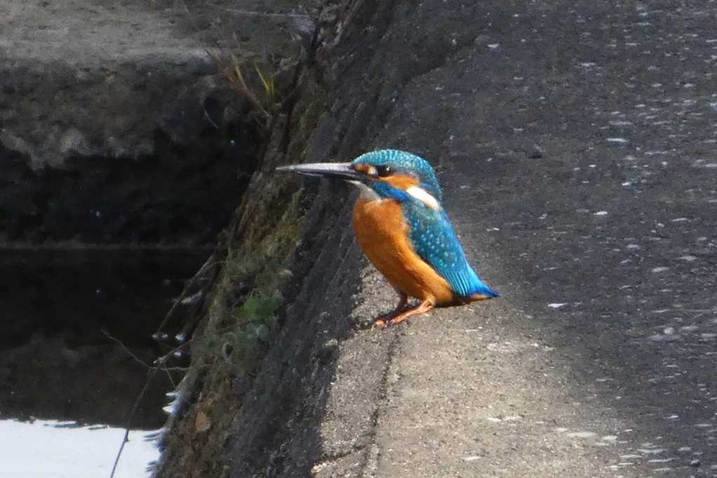 515