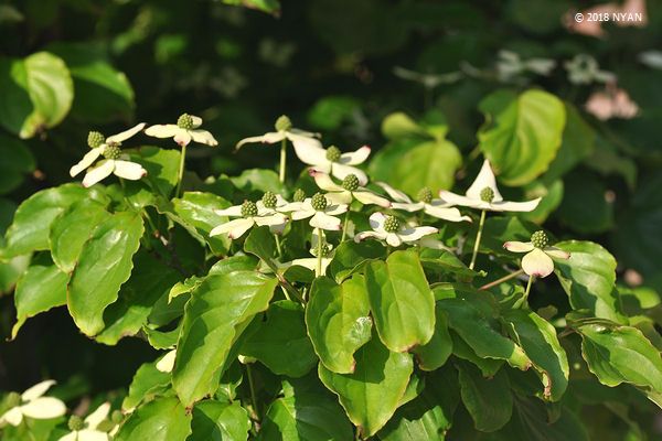 ハナミズキ（ミズキ科）