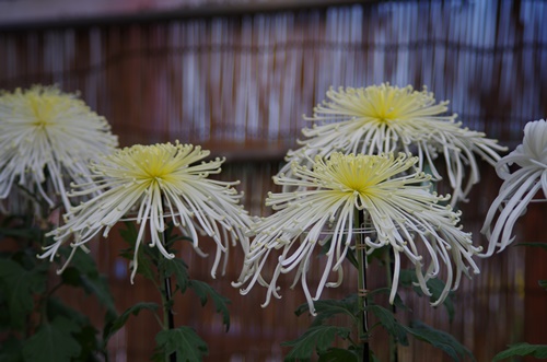 東京都観光菊花大会