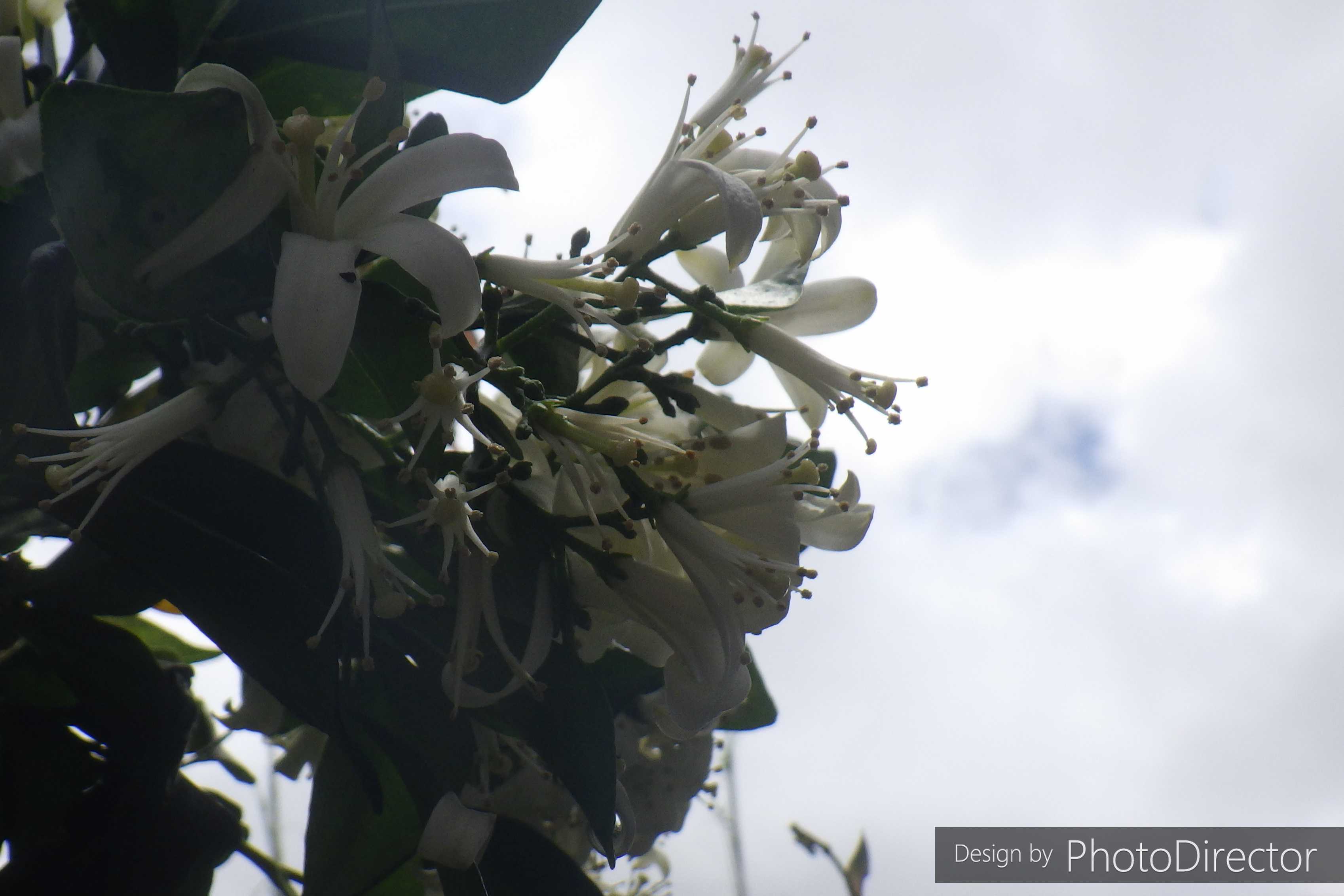 記事一覧 ねこログ 楽天ブログ