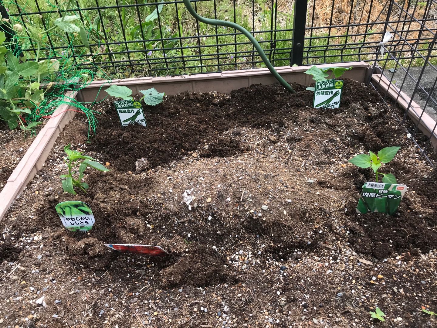 家庭菜園 夏野菜の苗購入 植える 好きなこと つぶやき 楽天ブログ