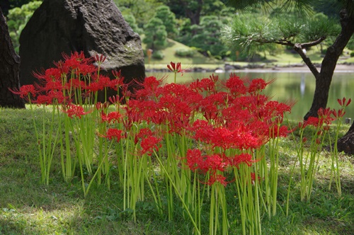 旧芝離宮恩賜庭園の彼岸花