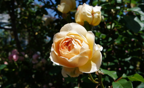 DSC03642.JPG