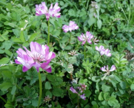 レンゲの花