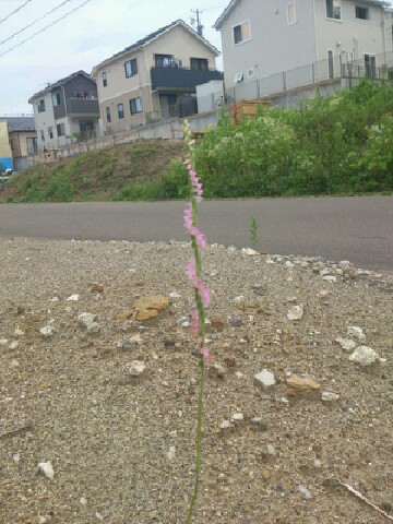 resizeman_20120723000500.jpg