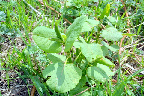 未知の野草