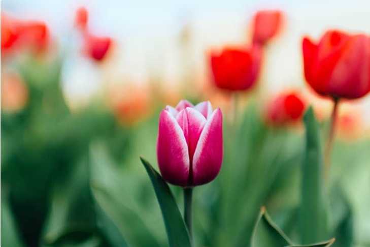 円形花壇は 恋愛を応援します この世に花と愛と平和を 楽天ブログ