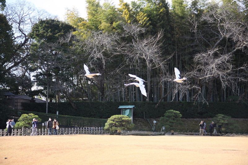 岡山北区 岡山後楽園タンチョウの園内散策 Ⅱ | てっちゃんのフォトだよりでーブログ - 楽天ブログ