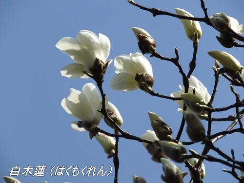 浜離宮恩賜庭園にて