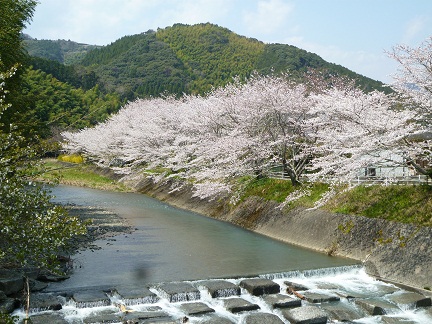 桜