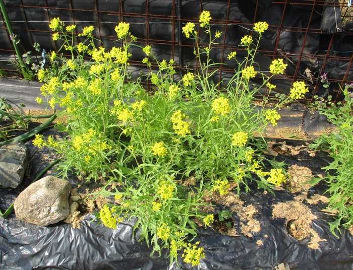 背の低いソラマメに花が ジャガイモの芽かきをしました 幸せの積み木 楽天ブログ