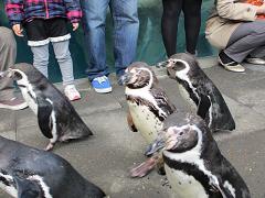 ペンギンの散歩