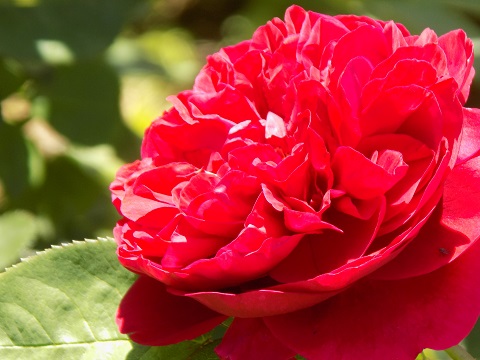 DSCN0529.JPG