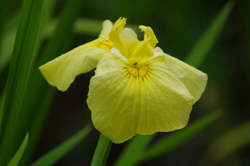 小石川後楽園の花菖蒲