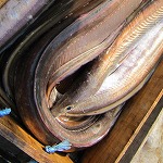 辰ヶ鱧（有田箕島漁業協同組合）.jpg