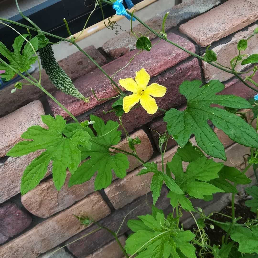 蔓茘枝の花 びいとるのブログ 楽天ブログ