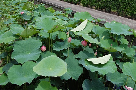 s-DSC_0449.jpg
