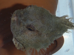 ナメダンゴ（Eumicrotremus taranetzi）53